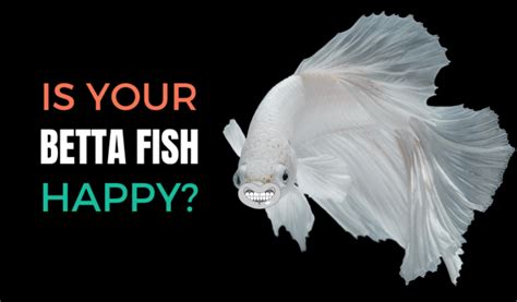 How Do I Know If My Betta Fish Is Happy