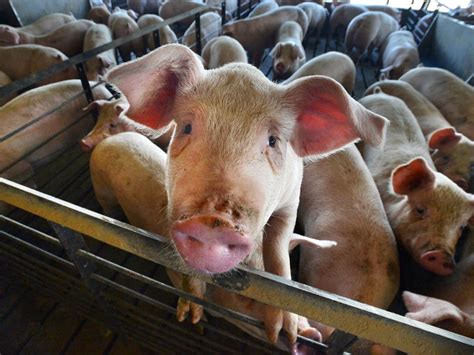 How Do Inhumane Farming Methods Affect Animals