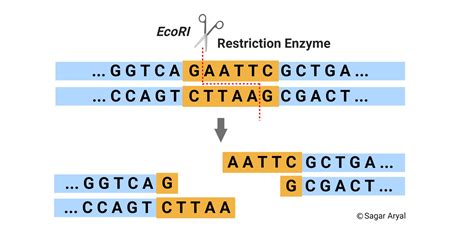How Do Restriction Enzymes Cut DNA Sequences Quizlet