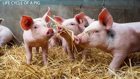 How Do The Pigs Now Spend Their Time Animal Farm