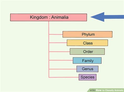 How Do We Classify Farm Animals