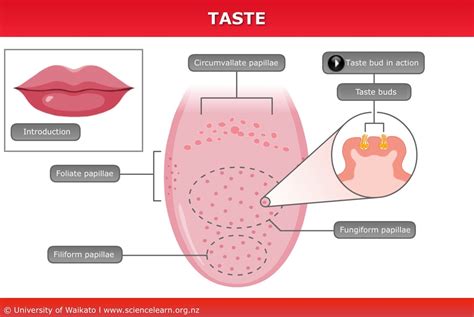 How Do We Taste