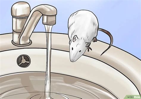 How to Bathe Your Pet Rat Without Stress - PetHelpful