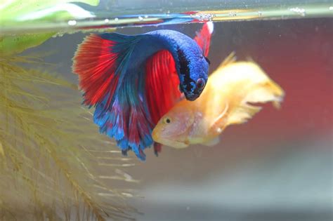 How Do You Breed Betta Fish