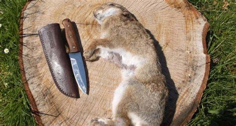 The Art of Rabbit Fur Extraction: A Step-by-Step Guide on How to Skin a Rabbit