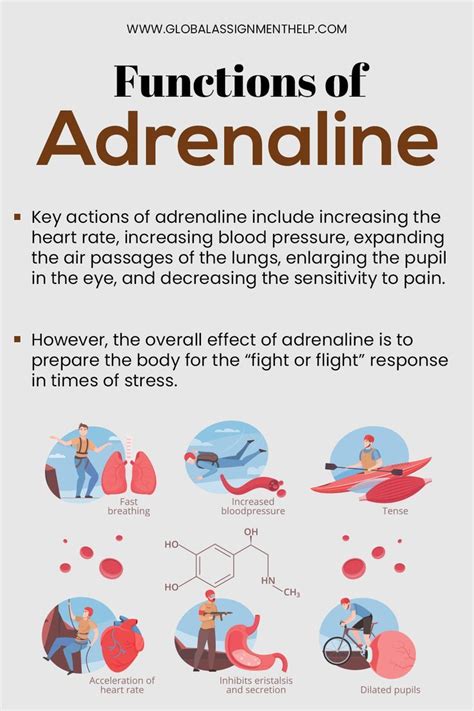 How Does Adrenaline Work