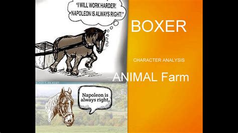 How Does Boxer Role Change In Animal Farm