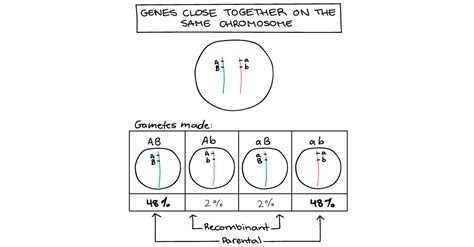 PPT Gene Mapping PowerPoint Presentation ID2563613