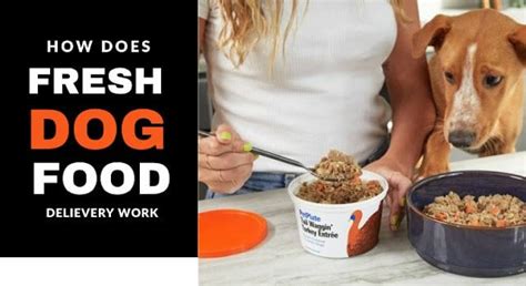 How Does Dog Food Delivery Work
