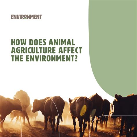 How Does Farming Affect Animals