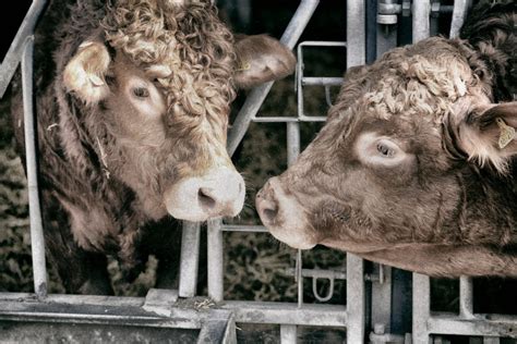 How Does Inhumane Farming Methods Affects Animals