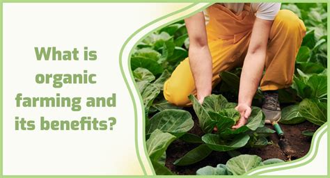 How Does Organic Farming Benefit Animals