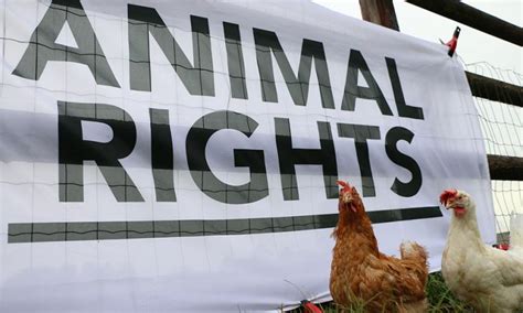 How Does The Farm Animal Rights Movement Raise Money