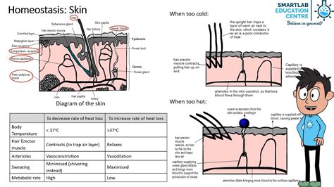 The Art of Equilibrium: An In-Depth Look at How the Skin Achieves Homeostasis