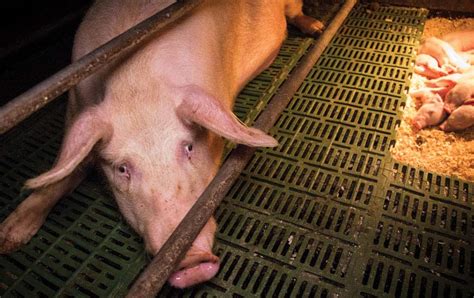 How Factory Farming Affects The Behaviour Of Animals