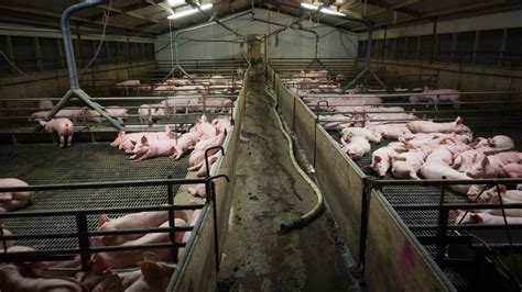 How Factory Farming Harms Animals