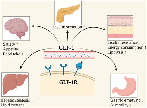 How GLP-1s Promote Significant Weight Reduction