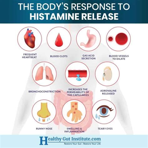 How Histamines Contribute to Fatigue