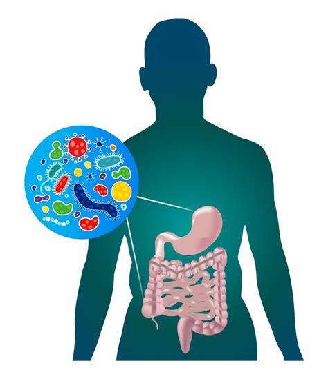 How Humans Benefit from the Gut Microbiome Quizlet
