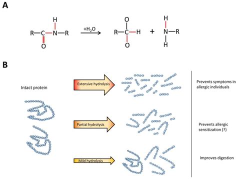 How Hydrolyzed Protein Works to Reduce Allergic Reactions