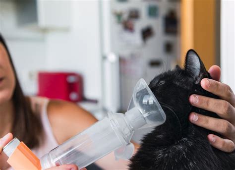 How I Deal With Unhungry Pets petMD