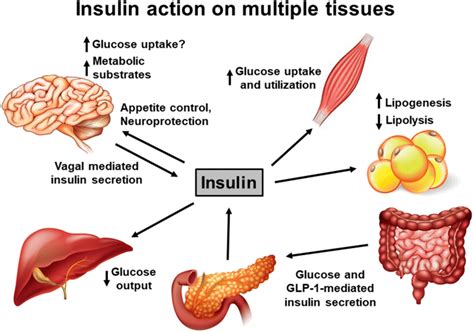 How Increased Body Fat Affects Insulin