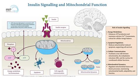How Insulin Resistance Affects the Brain