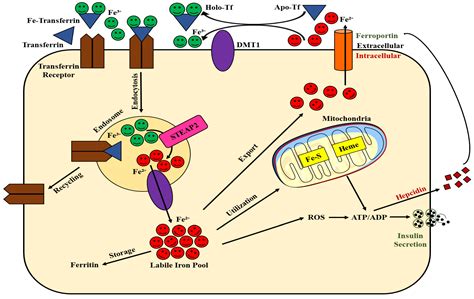 How Iron Destroys Beta Cells