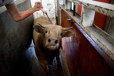 How Is Killing Farm Animals Bad