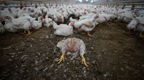 How Is Life Bad For The Animals On The Farm