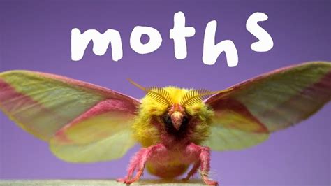 How Kettlewell Directly Studied the Moths
