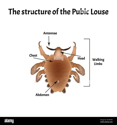How Lice are Transmitted