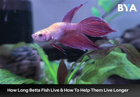 How Long Betta Live