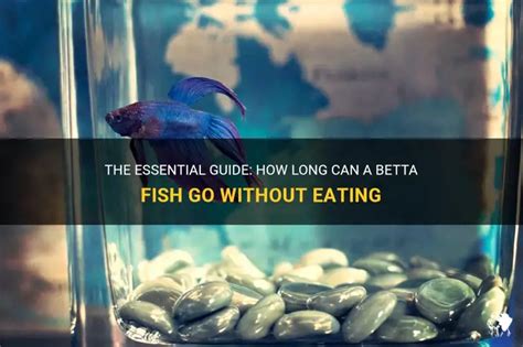 How Long Can A Betta Fish Go Without Eating