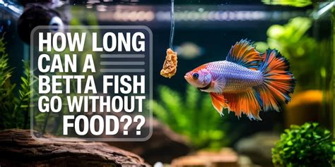 How Long Can A Betta Fish Go Without Food