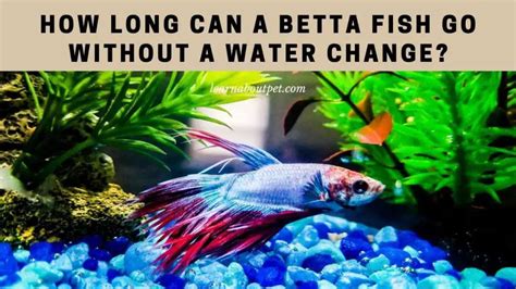 How Long Can Betta Fish Go Without Water