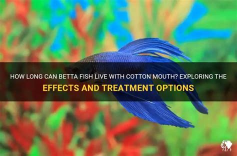 How Long Can Betta Live