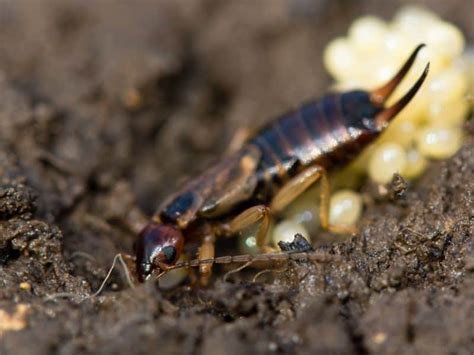 How Long Can Earwigs Live Without Food? (Answered)