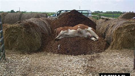 How Long Does And Animal Carcass Stay Farm