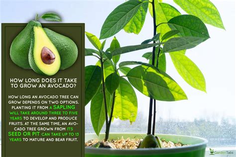 How Long Does It Take For Avocados To Grow