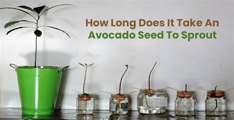 How Long Does It Take For Avocados To Sprout