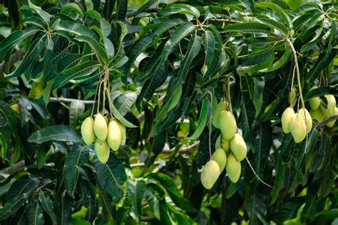 How Long Does It Take To Grow A Mango