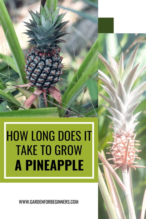 How Long Does Pineapple Take To Grow