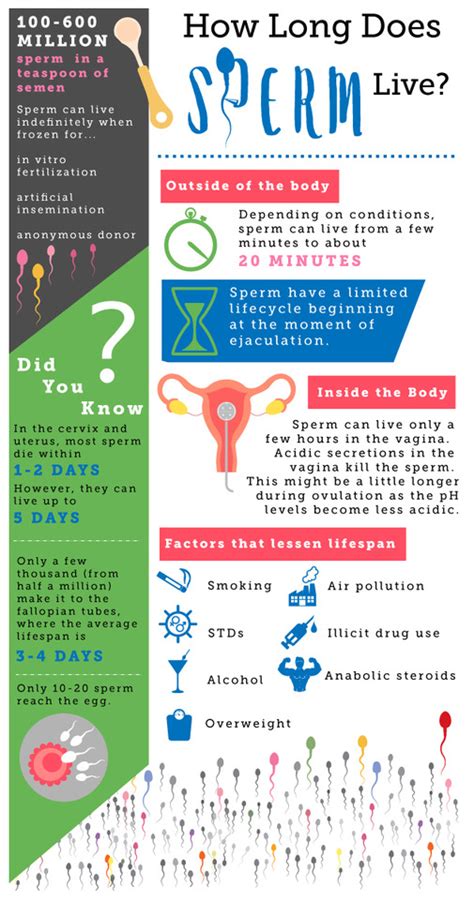 The Emotional Toll of Infertility: Discovering How Long Sperm Live in a Woman's Body