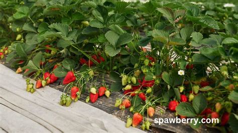 How Long Does Strawberries Take To Grow