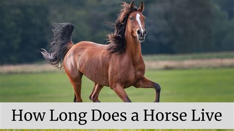 How Long Have Horses Been Farm Animals