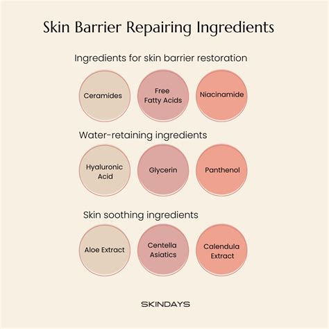 Revitalizing your skin barrier: A guide to faster repairs