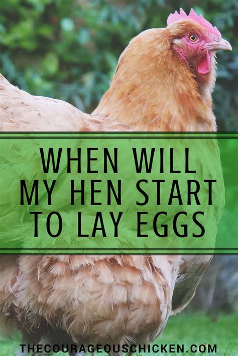 How Long Until Chickens Lay Eggs