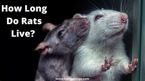 How Long to Rats Live?