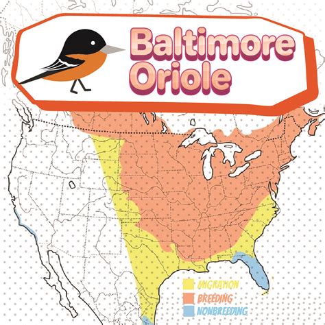 Baltimore Oriole Migration Map